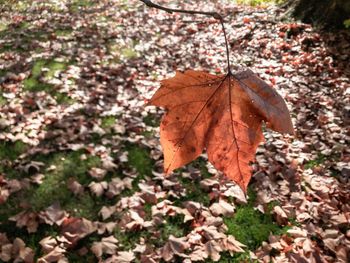 Close-up of dry maple leaves on tree