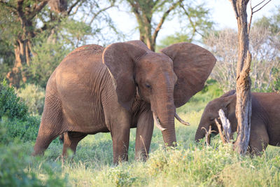 Elephant in zoo