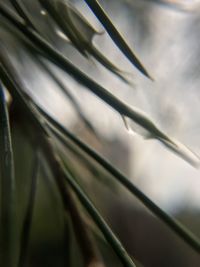 Close-up of fresh green leaf