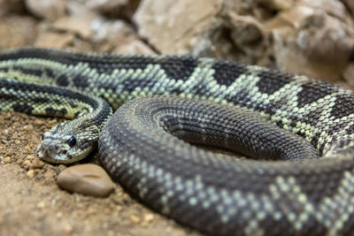 Close-up of snake