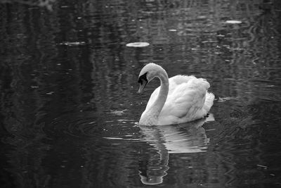 Swan swimming in lake