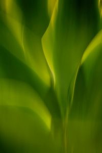 Close-up of green leaves