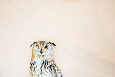 Close-up of owl against sky