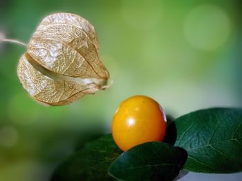 Close-up of fruits on leaf
