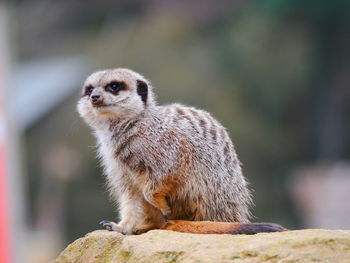 Close-up of meerkat sitting on rock