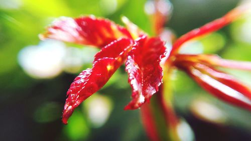 Close-up of red flower