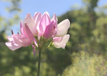 Close-up of pink flowers blooming outdoors