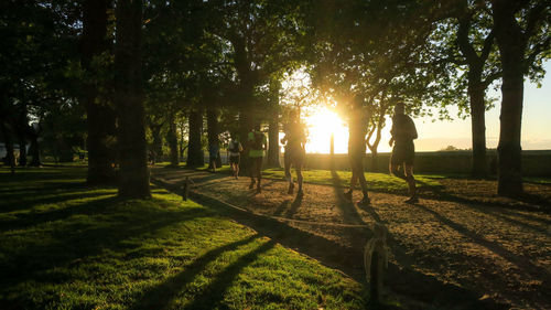 Trees in sunlight