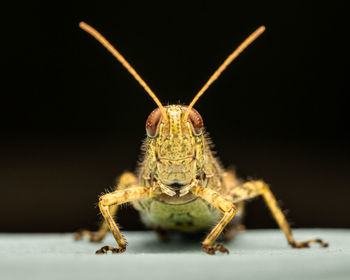 Close-up of insect against black background