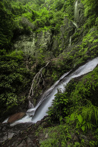 River flowing through forest