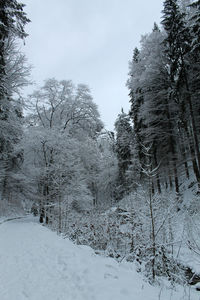 Trees against sky during winter