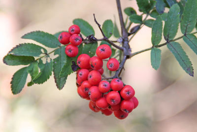 Close-up of red berries growing on tree