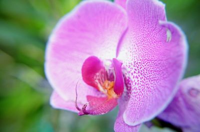 Close-up of pink flower