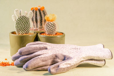 Close-up of succulent plant on table