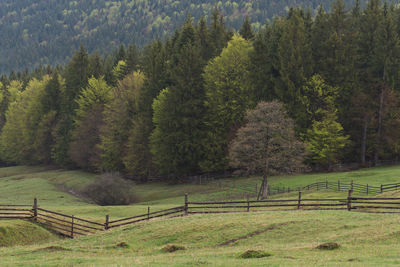 Spring mountain view of the foggy forest, in bucovina