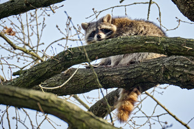 Low angle view of a squirrel on tree