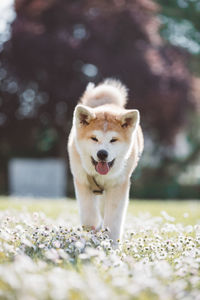 Portrait of a dog