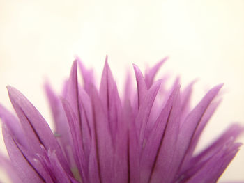 Close-up of pink clover flower against white background