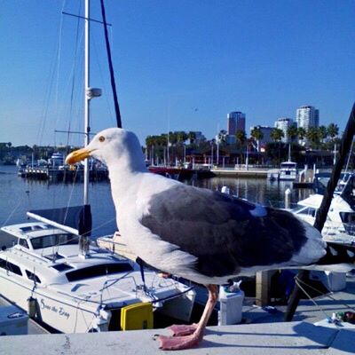 CLOSE-UP OF SEAGULL PERCHING ON HARBOR