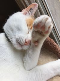 Close-up of cat sleeping