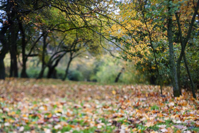 Trees on field in forest during autumn