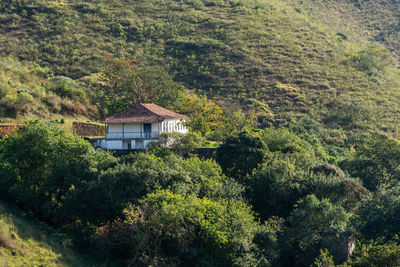 Trees and plants growing outside house in forest