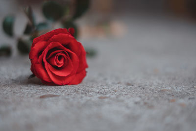 Close-up of red rose on floor