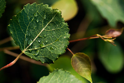 Close-up of green leaves