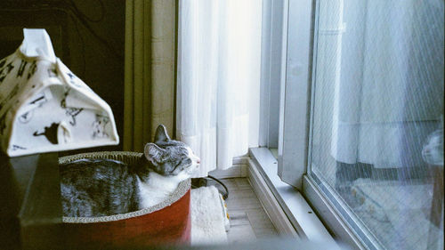 Cat looking through window while sitting at home