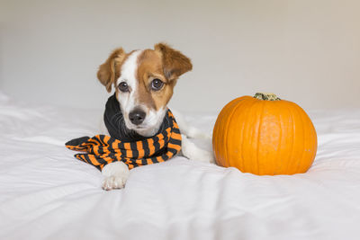 Portrait of dog with pumpkin on bed at home