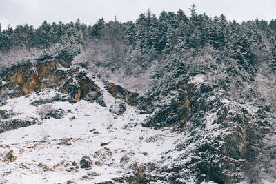 Trees on snow covered landscape