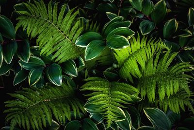 Full frame shot of fresh green leaves