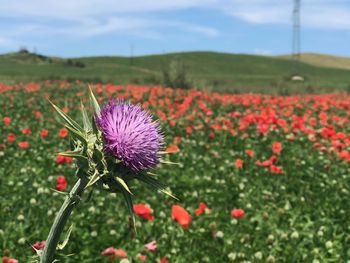 Close-up of fresh purple flowers in field