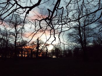 Bare trees on field