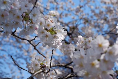 Low angle view of apple blossoms in spring