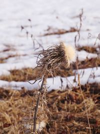 Close-up of dried plant on field