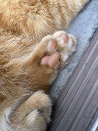 High angle view of cat sleeping