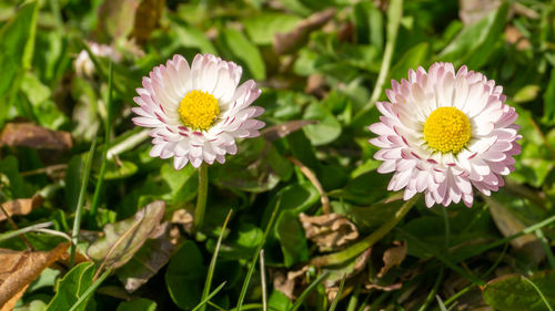 Close-up of pink flowering plants