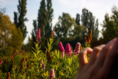 Close-up of pink flowers