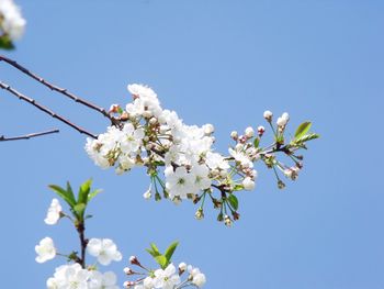 Low angle view of cherry blossoms against clear blue sky