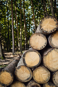 Stack of logs in forest