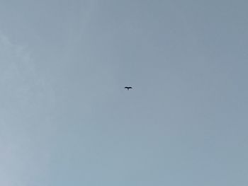 Low angle view of bird flying in sky