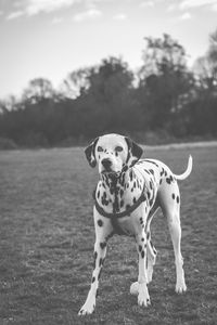 Close-up of dog