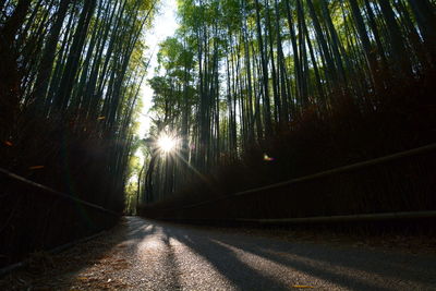 View of trees in forest