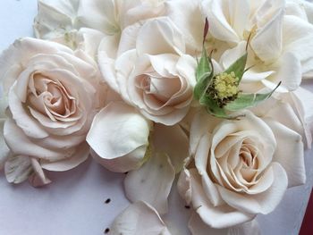 Close-up of white roses