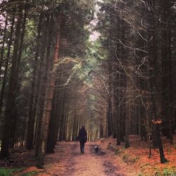 Rear view of woman with dog walking on footpath amidst trees