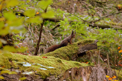 Squirrel on tree in forest