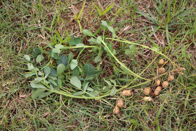 High angle view of vegetables on field