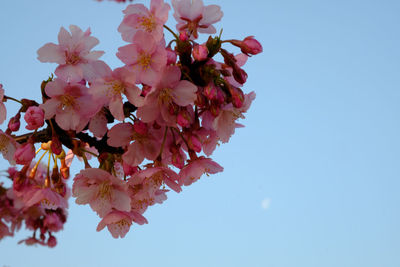 Low angle view of pink flowers