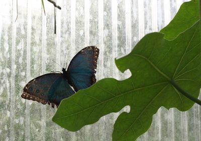 Close-up of butterfly on leaf